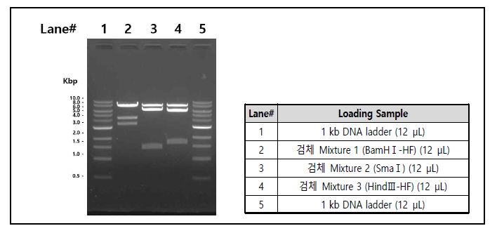 예비시험용 표준품 확인시험 (제한효소 DNA 절편시험) 결과