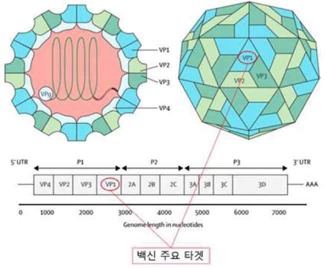 Enterovirus 구조(Pinn Y. et al. Viruses 2016，8(1))