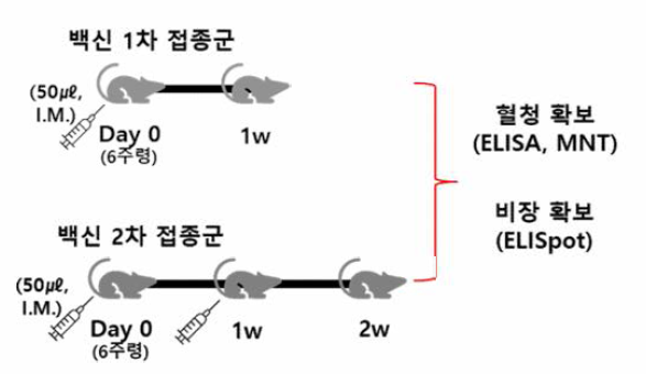 백신 후보물질 접종 디자인