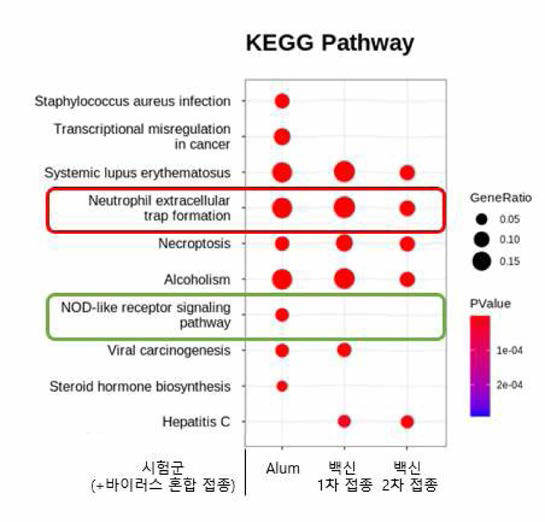 백신 면역원성 평 가 결과 4-2(MicroarTay-KEGG pathway 분석)