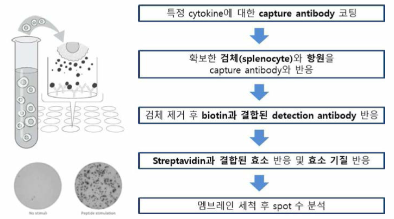 ELISpot 시험방법 모식도