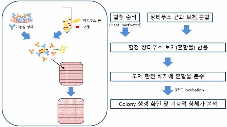 SBA 모식도