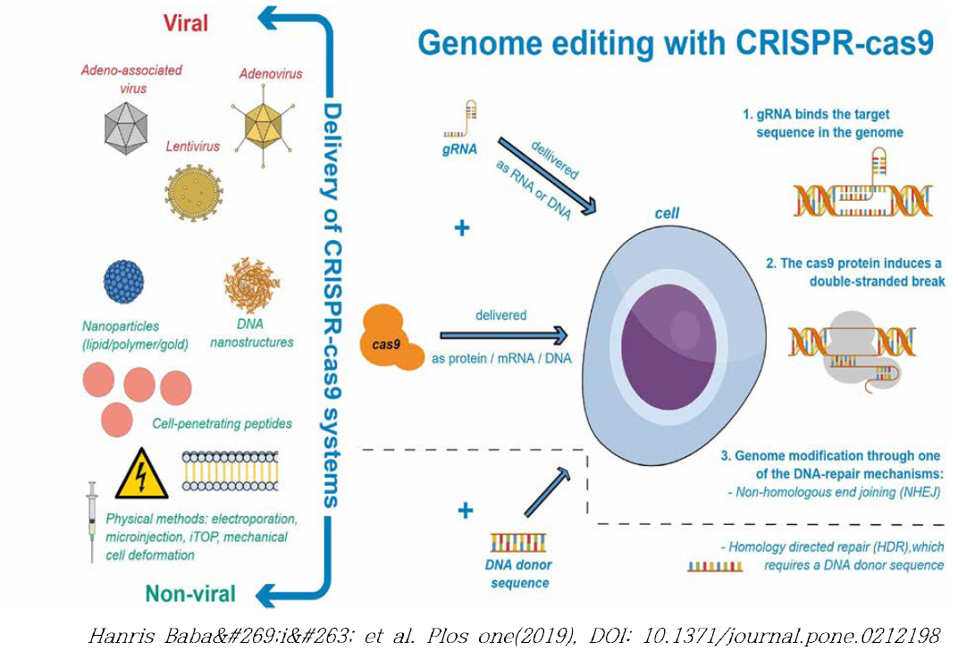 유전자 편집을 위한 전달체 및 도입방법 모식도