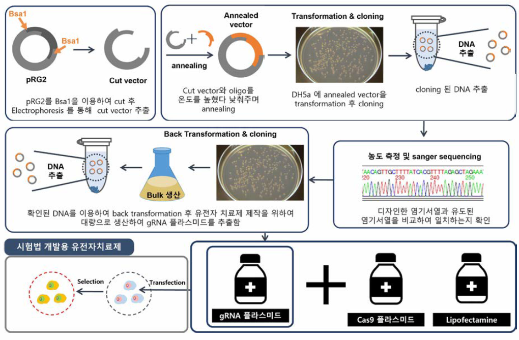 품질평가법 개발용 유전자가위 기반 유전자치료제 제조과정