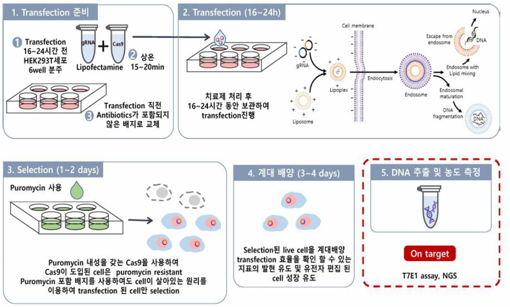 유전자가위 기반 유전자치료제 Transfection 및 DNA 추출 과정