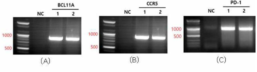 Cas9 검출 확인 (A) BCL11A Cas9 검출결과 (B) BCL11A Cas9 검출결과 (C) PD-1 Cas9 검출결과