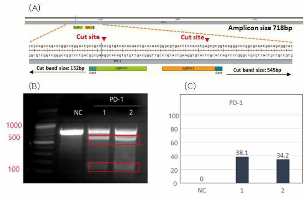 PD-1 T 7E1 실험으로 예상되는 amplicon size(A ) 전기영동 결과어) image 그를 이용한 Indel% 결과(C)