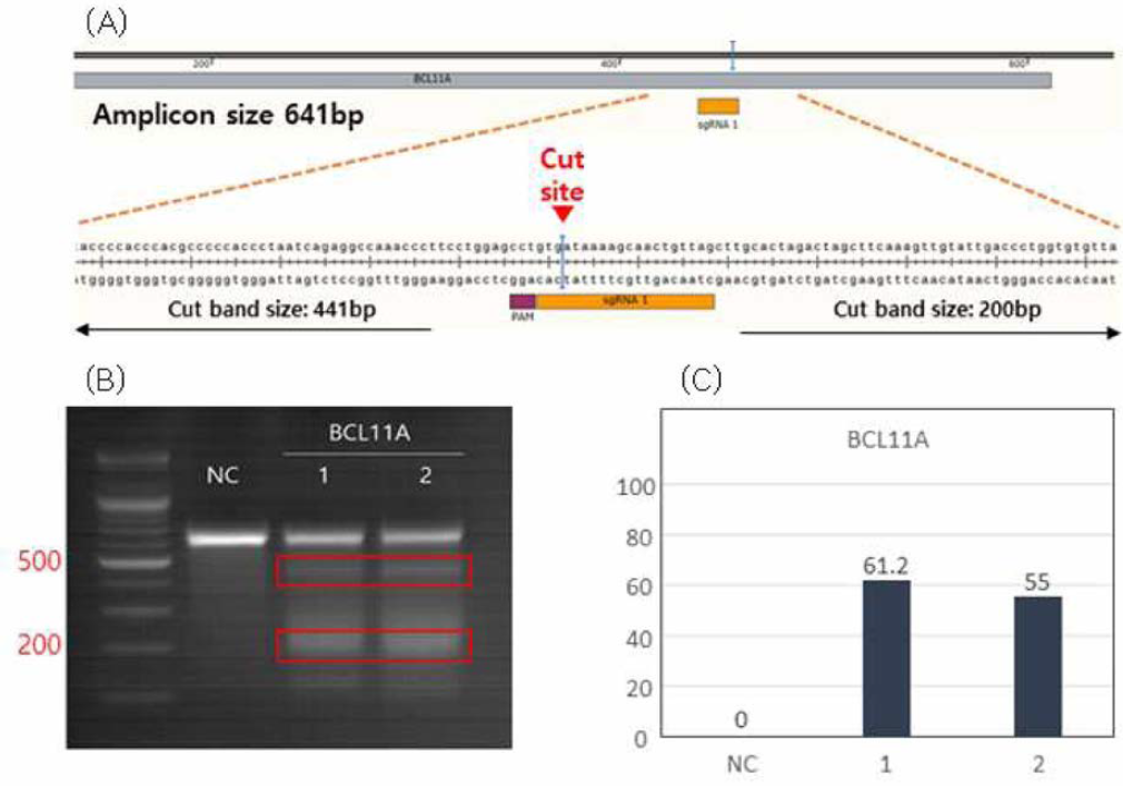 BCL11A T7E1 실험으로 예상되는 amplicon size(A ) 전기영동 결과어) image 그를 이용한 Indel% 결과(C)
