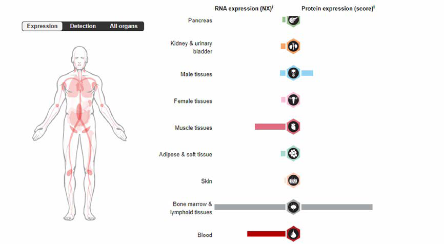 PD-1 RNA 및 단백질 발현 분포