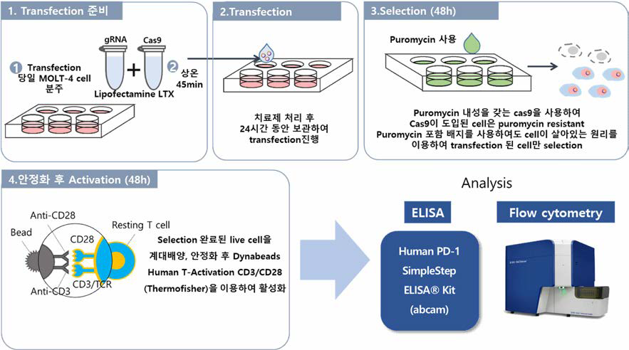MOLT-4 세포를 이용한 유전자가위 기반 유전자치료제 제조 흐름도