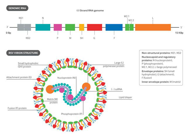 호흡기세포융합바이러스의 구조와 유전자 구성