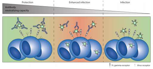 RSV 감염에서의 antibody-dependent enhancement of infection (ADE)