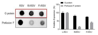 FI-RSV와 RI-RSV의 G 단백질 손상도 분석