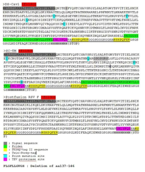 F protein 항원 제작을 위한 Sequence 합성 결과