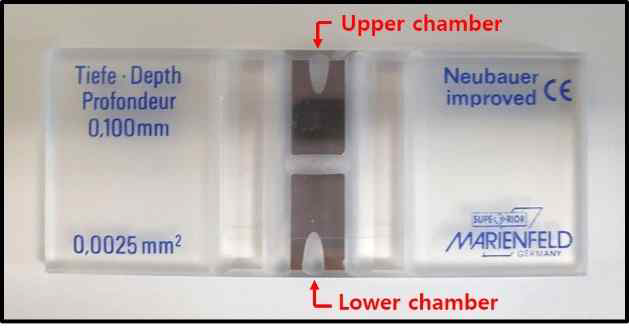 V-slash in hemocytometer