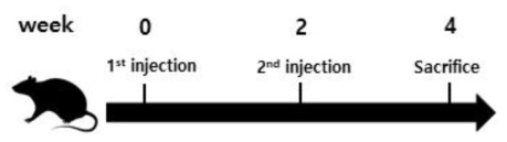 B사 제공 SARS-CoV-2 mRNA 백신 동물실험 스케줄