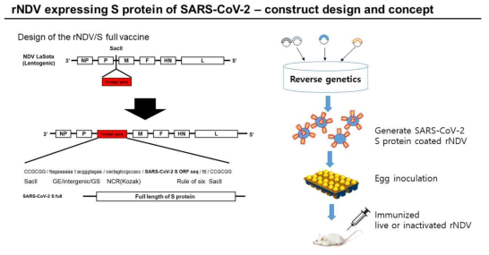 D사 제공 SARS-CoV-2 viral vector 백신 정보