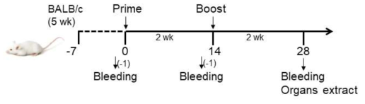 D사 제공 SARS-CoV-2 viral vector 백신 동물 실험 스케줄