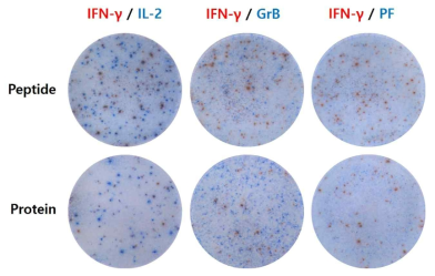 Dual kit에서 peptide pool과 protein으로 자극 시 cytokine별 spot 비교