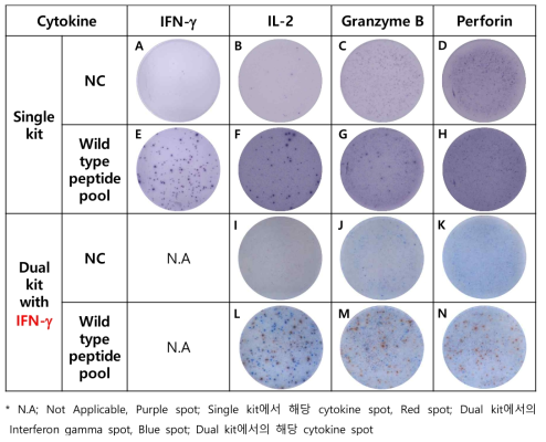 Single과 dual kit에서 NC의 background와 Wild type peptide pool로 자극 시 cytokine별 spot 비교