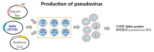 Pseudovirus 제작 원리