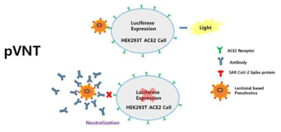 Pseudovirus-Based Neutralzation Assay 원리