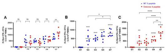 B사 백신 접종 후 SARS-CoV-2 peptide로 자극한 마우스 splenocyte의 IFN-y A : Wild, Omicron peptide 간의 비교, B: Wild type peptide로 자극한 IFN-y spot SFCs, C: Omicron variant peptide로 자극한 IFN-y spot SFCs