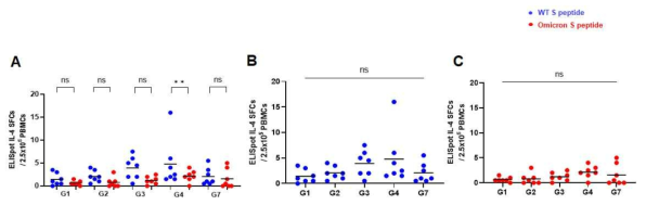 B사 백신 접종 후 SARS-CoV-2 peptide로 자극한 마우스 splenocyte의 IL-4 ELISpot SFCs A : Wild, Omicron peptide 간의 비교, B: Wild type peptide로 자극한 IL-4 spot SFCs, C: Omicron variant peptide로 자극한 IL-4 spot SFCs