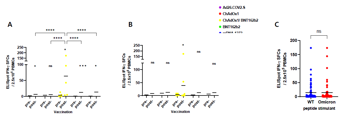 코로나19 백신을 기본접종한 임상 검체에서 개별 IFN-g ELISpot SFCs A. wild type S peptide+ N, M peptide, B. Omicron S peptide+ N, M peptide, C .Wild type과 Omicron S peptide 비교
