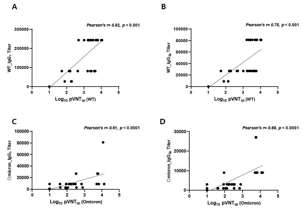 C사 mRNA vaccine에서 pVNT50과 RBD-specific total binding antibody titer와의 상관관계 A. Wild type pVNT50과 Wild type RBD IgG1 titer B. Wild type pVNT50과 Wild type RBD IgG2a titer C. Omicron pVNT50과 Omicron RBD IgG1 titer D. Omicron pVNT50과 Omicron RBD IgG2a titer