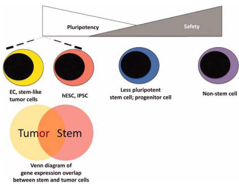 다능성 (Pluripotency)와 종양원성 (Tumorigenicity)와의 관계. 생물학적인 관계(위)와 유전자 발현 관계(아래)