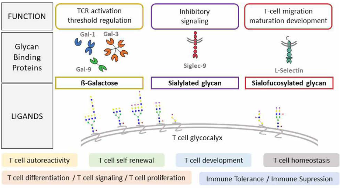 T -세포에서 글라이칸의 역할