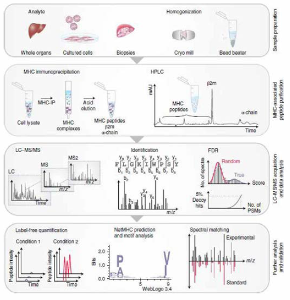 UPLC-MS/MS 기반 immunipeptidome 분석법 (Nature Protocols 2019, 14, 1687~1707)