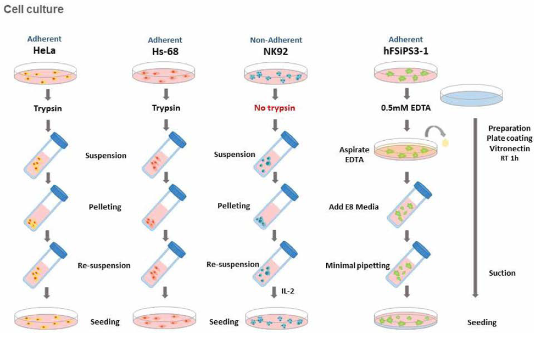 4종의 세포치료제 모델 세포주의 배양 조건