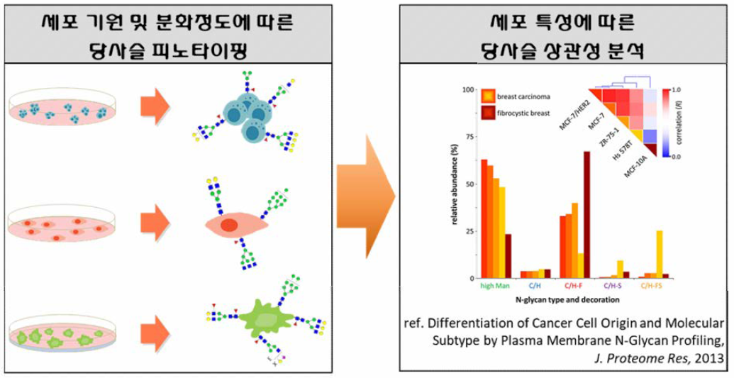 세포특성에 따른 당사슬 피노타입 상관성 분석