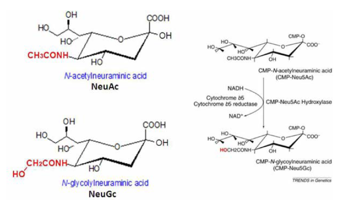대표적인 시알산인 NeuAc와 NeuGc의 구조 및 NeuGc의 합성 과정