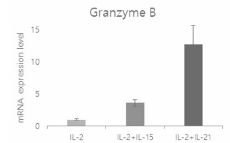 NK-92 세포주 특이 배양 조건에서 granzyme B 유전자 발현의 확인