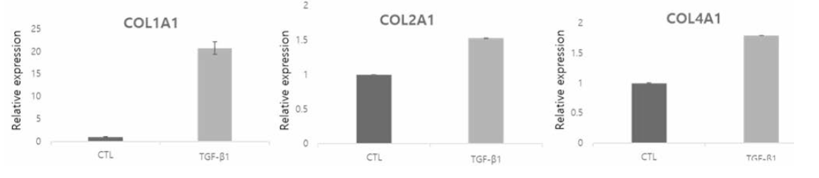HS-68 세포주 특이 배양 조건에서 콜라겐 유전자 발현의 확인