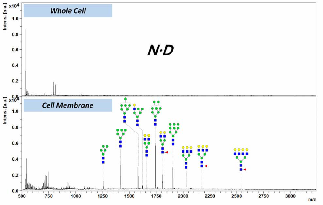 세포막 분리 전 • 후의 당사슬 프로파일링 결과