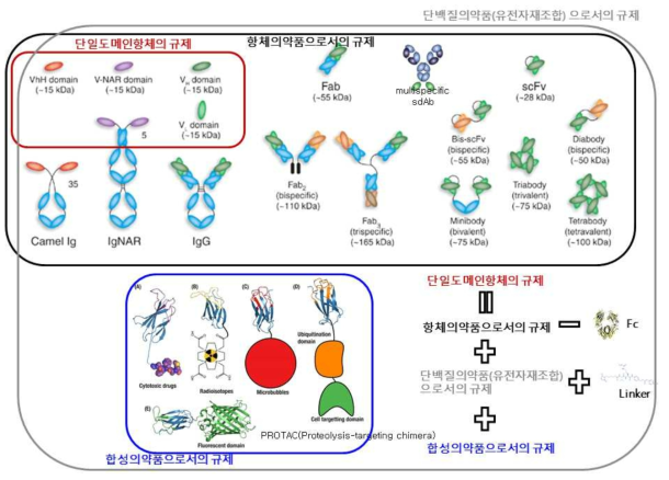 규제 측면에서 단일도메인항체 의약품(제품)의 대응 제안(방안)