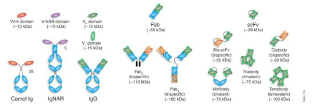 단일도메인항체(VHH, VNAR, V domain)를 활용한 다양한 종류의 이중 혹은 다중 항체 (Nature biotechnology, 2005. 9. 7)