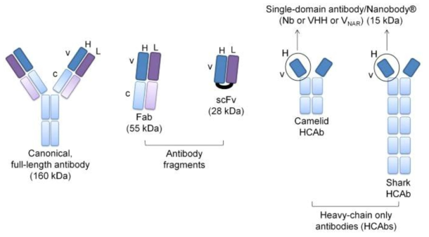 단일도메인항체와 일반 항체와의 구조적 비교