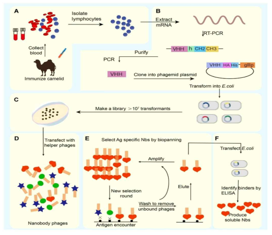 단일도메인항체의 획득(VHH) (Sun S. et al., 2021)