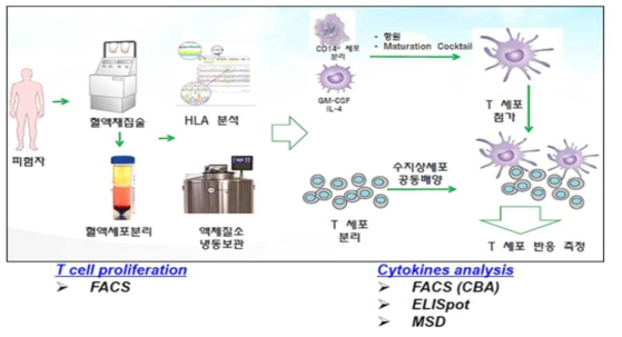 DC:T 세포 기반 면역원성 분석