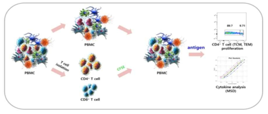 PBMC 기반 면역원성 분석
