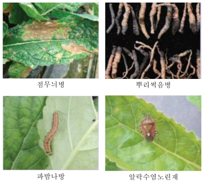 생약(지황) 재배 중 발생하는 병해충 예시