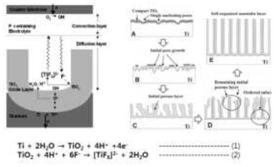 티타늄 금속의 양극산화를 통한 TiO₂ 나노튜브의 생성과정과 반응식