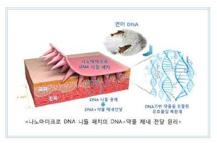 항암제 함유 DNA 마이크로니들 패치