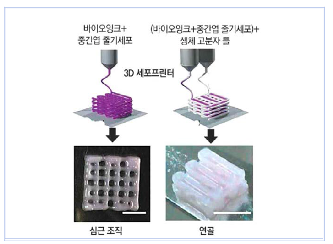 줄기세포를 활용한 바이오잉크