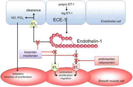 (ET-1)의 작용 기전